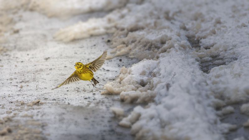 Обыкновенная овсянка улетает восвояси фото превью