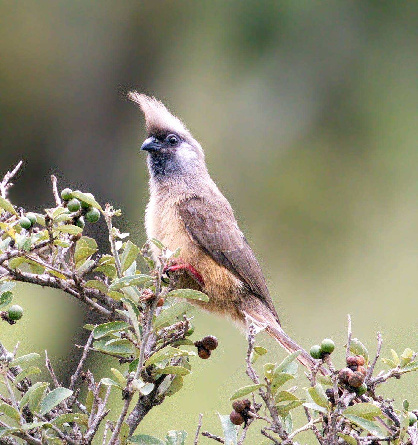 бурокрылая птица-мышь(colius striatus).serengeti national park. tanzania. march 2025, Aricha