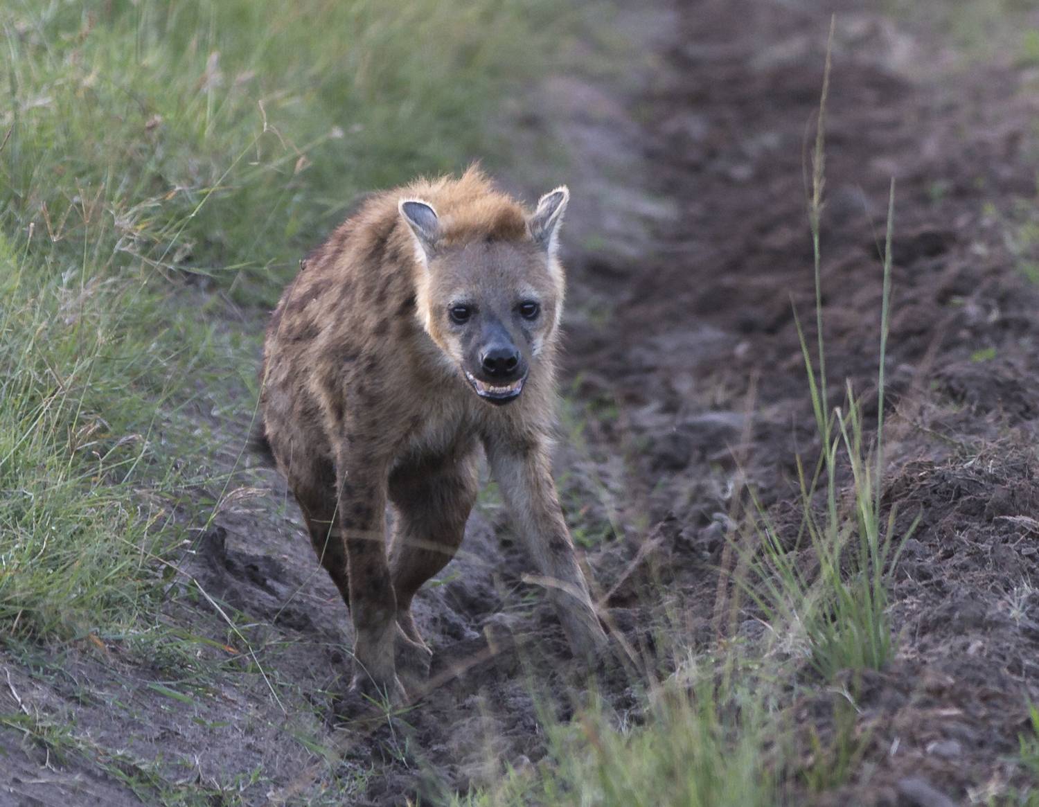 , Vorobeychik Vladimir