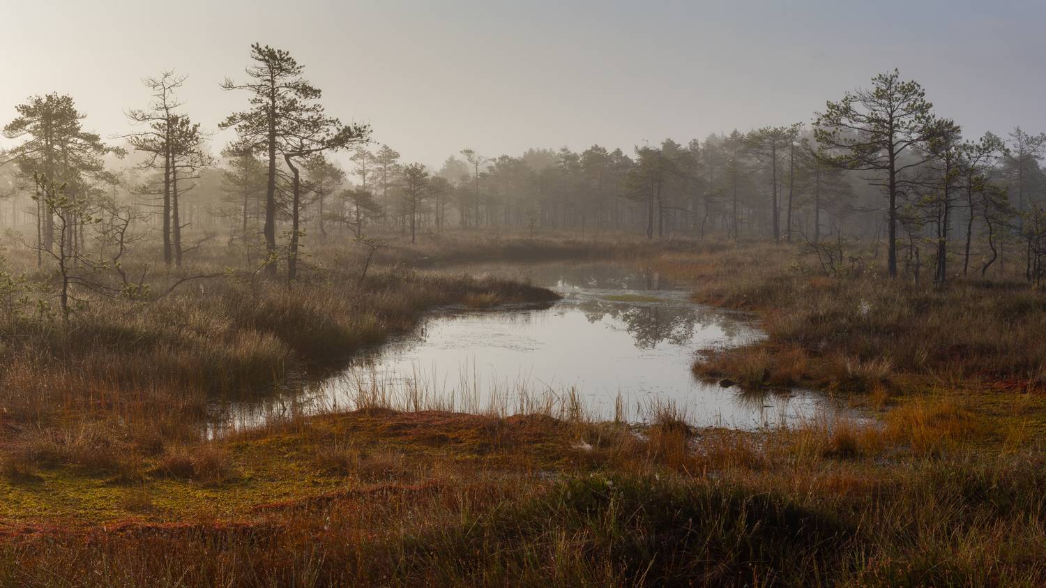 , Комарова Вера