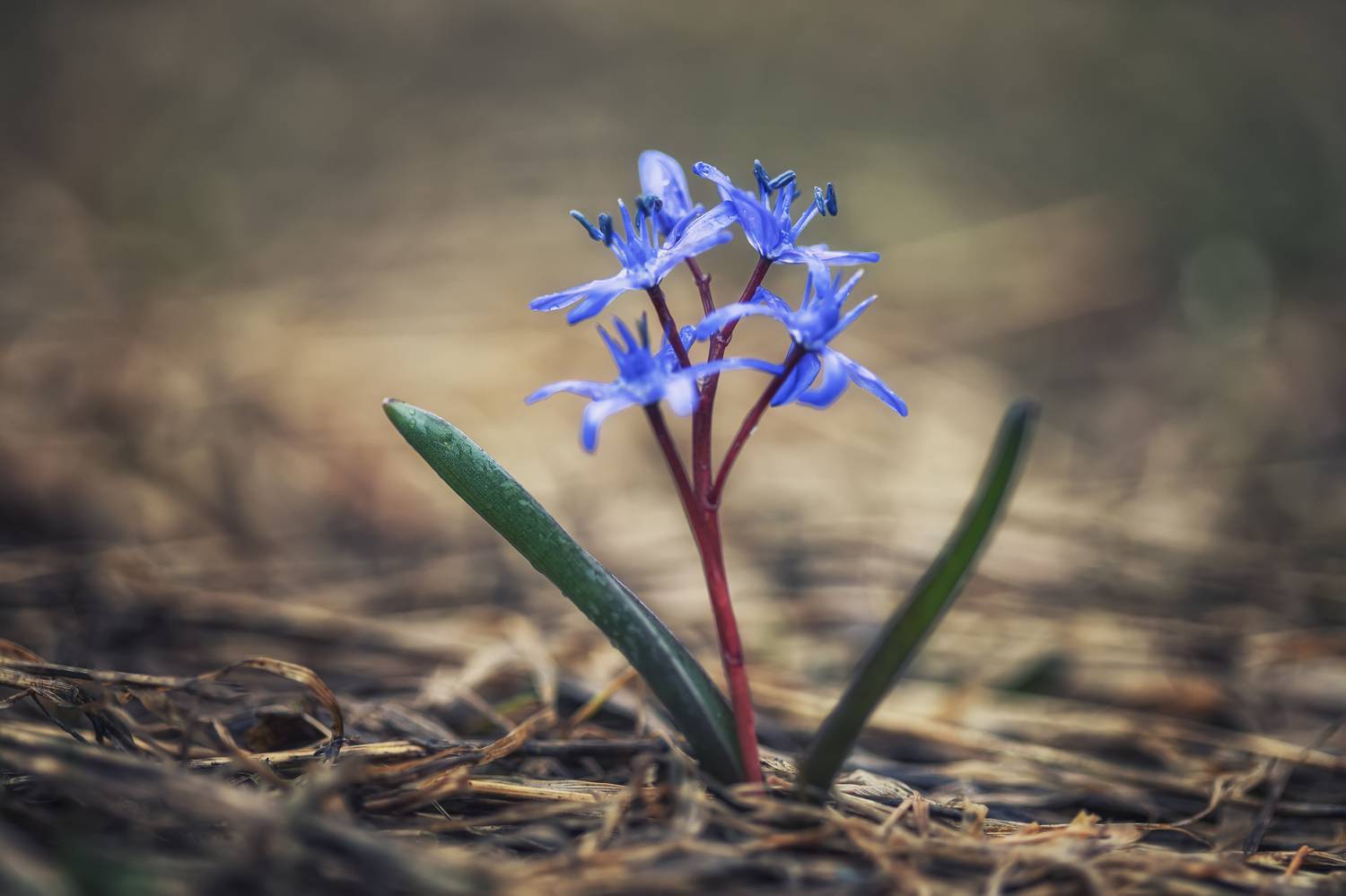 , Маджаров Костадин