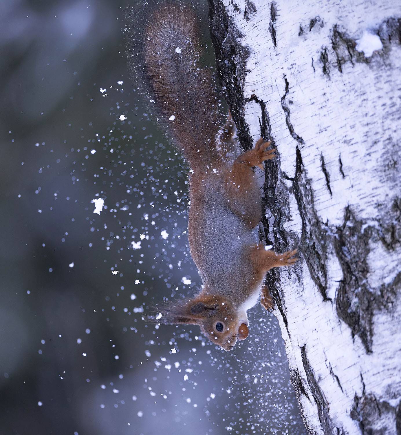 белка,орех, лес, природа, squirrel, forest, nature, Стукалова Юлия
