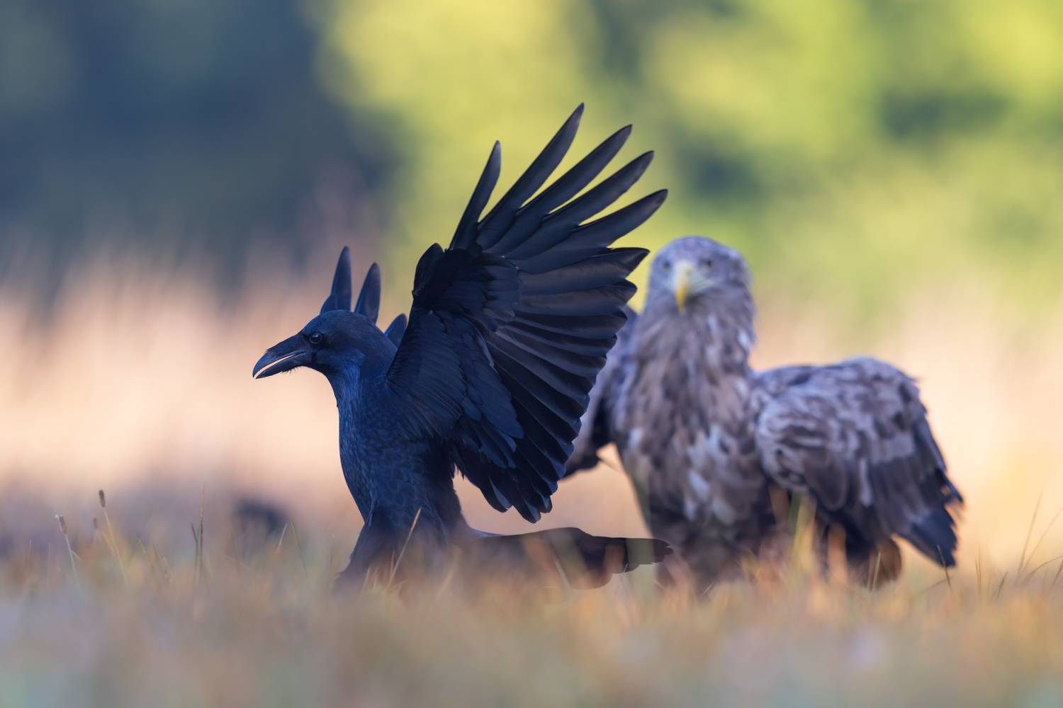 , Фруман Евгений