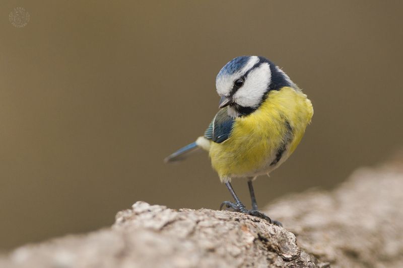 Лазоревка - Lens and Feathers фото превью