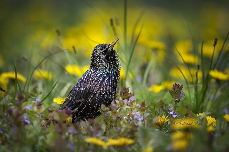 Весна продолжается. фото превью