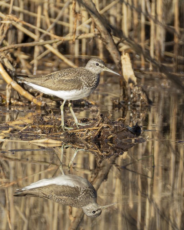 черныш Черныш фото превью