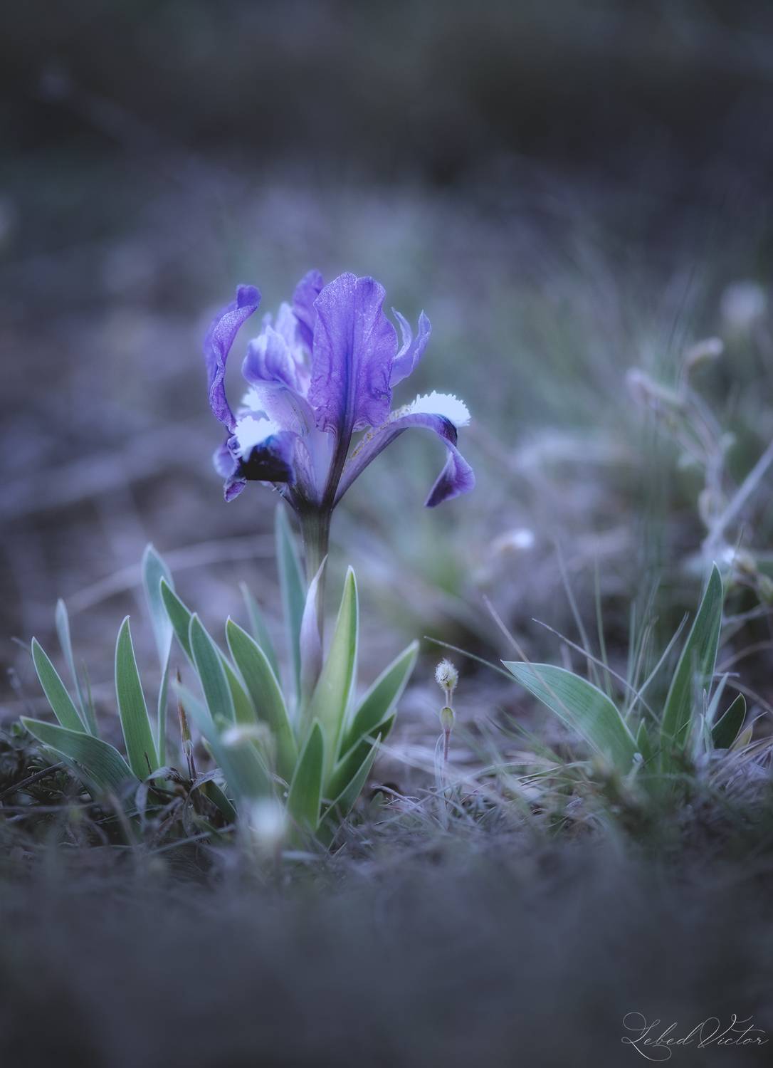 , Виктор Лебедь