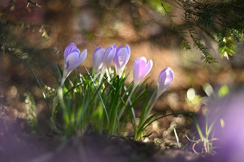 #крокусы #весна #цветы  #боке  #сиреневый Под ёлочкой фото превью