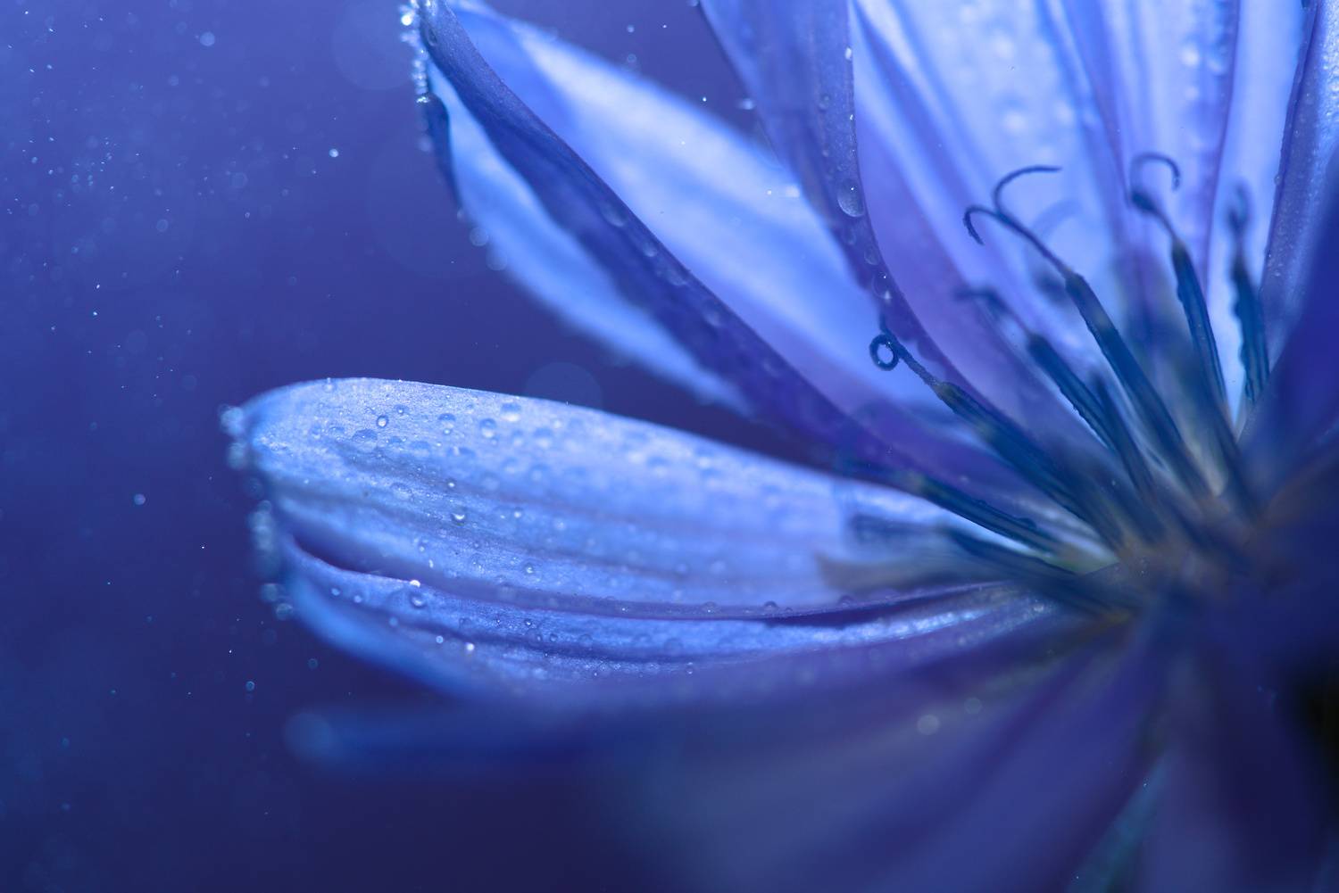 , Лажанский Руфат