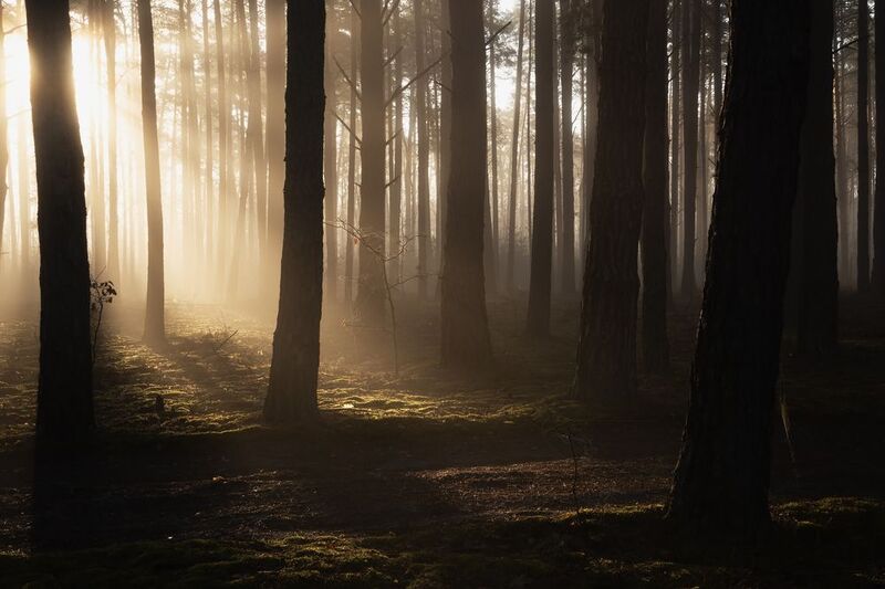 Солнечным утром в лесу фото превью