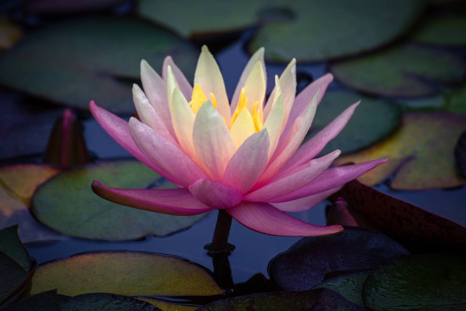 , Сергей Алексеев