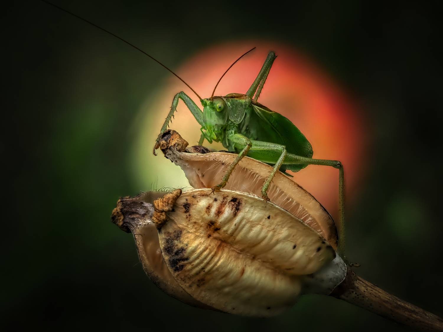 , Олег Савицкий