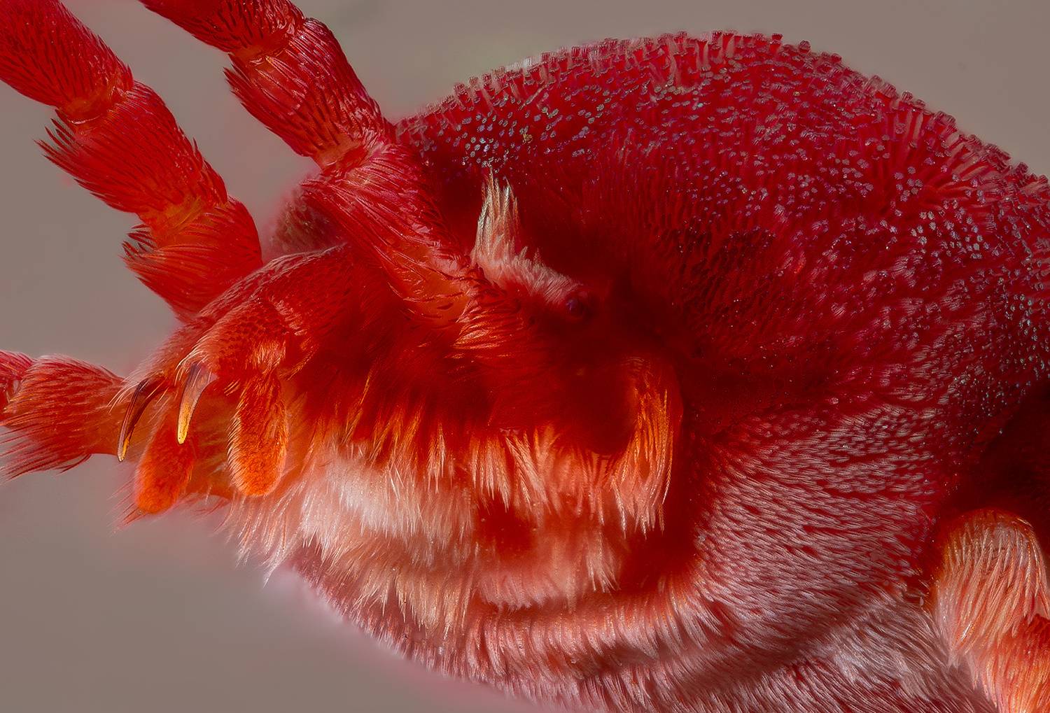 arachnida, trombidium holosericeum, клещь краснотелка, barchatinė erkė, Kavaliauskas Eugenijus