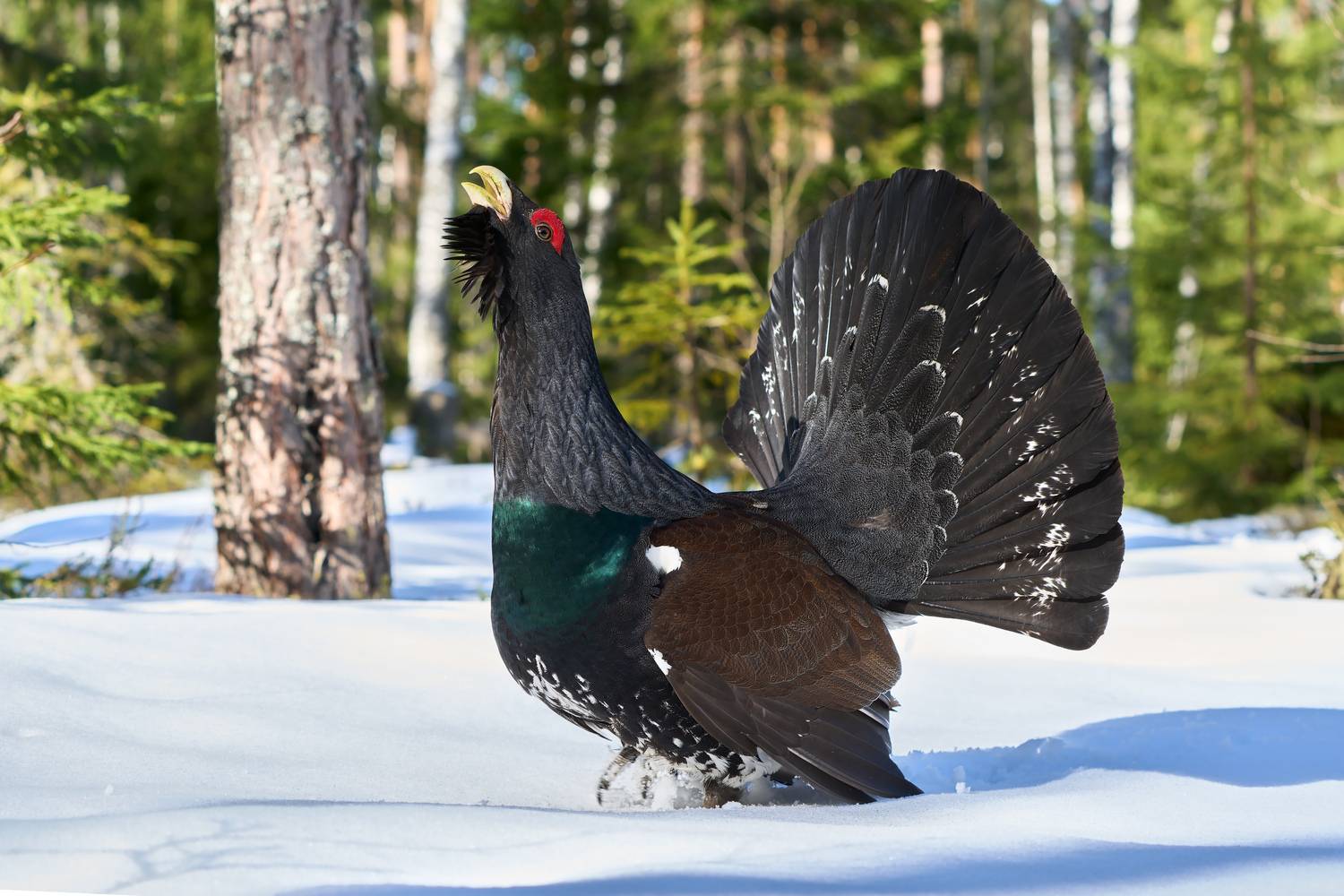 птицы; глухарь; весна; снег, Стас