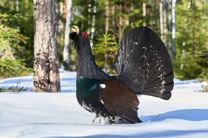 птицы; глухарь; весна; снег Хозяин леса фото превью