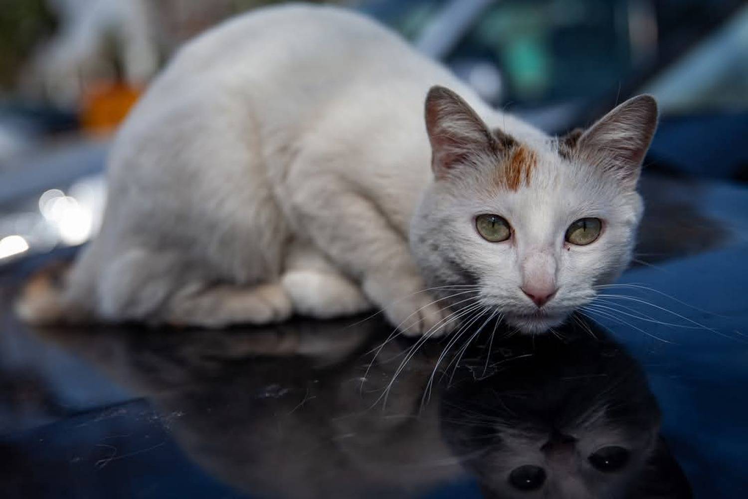 streetphotography, street, fotograf&iacute;a callejera, bastian cifuentes araya, periodista furioso, streetphoto, street photo, street photography, cat, gato, Basti&aacute;n Cifuentes Araya