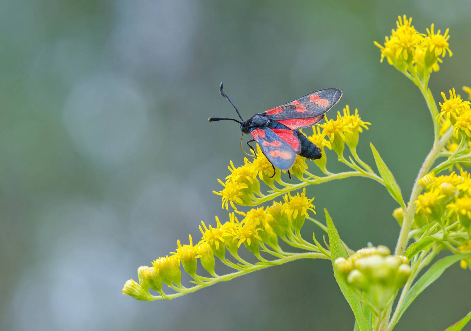 Пестрянка, Чепленко Алексей