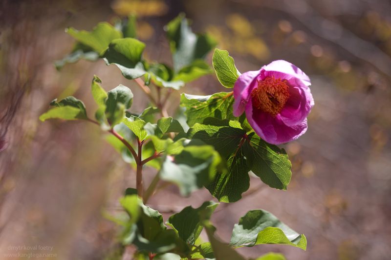 пейзажемагьё, пейзаж-как-виденье Первый Крымский … фото превью