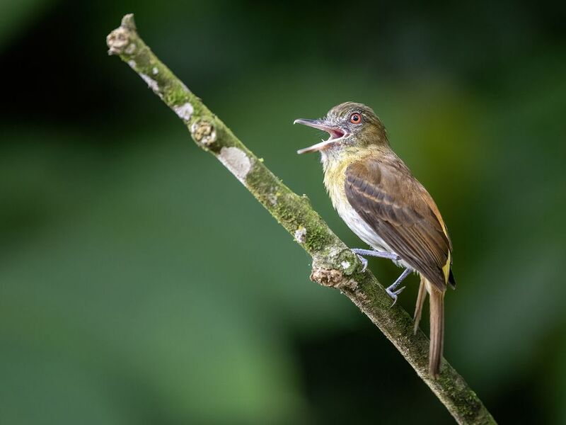 Bright-rumped Attila фото превью