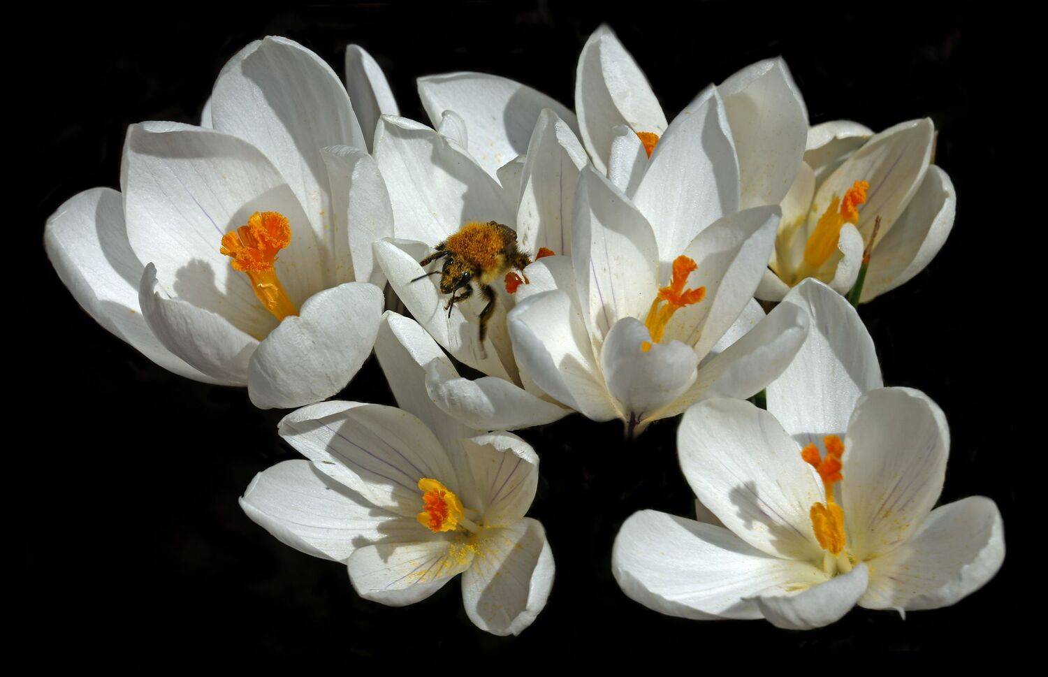 , Бибичков Михаил