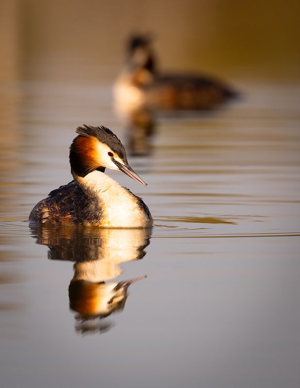 Great crested grebe фото превью