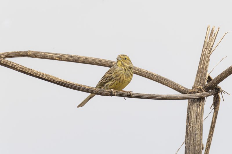 обыкновенная, овсянка Обыкновенная овсянка фото превью