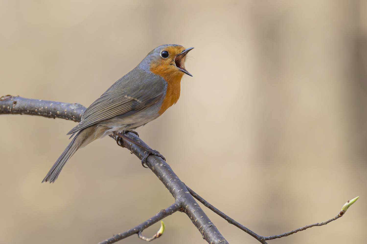зарянка, птицы, малиновка, весна, Руслан Pl