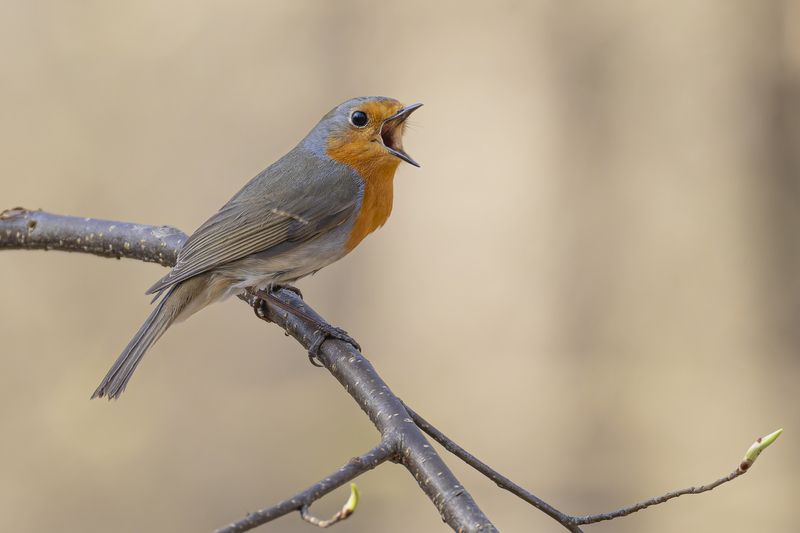 зарянка, птицы, малиновка, весна Весенние песни зарянки фото превью