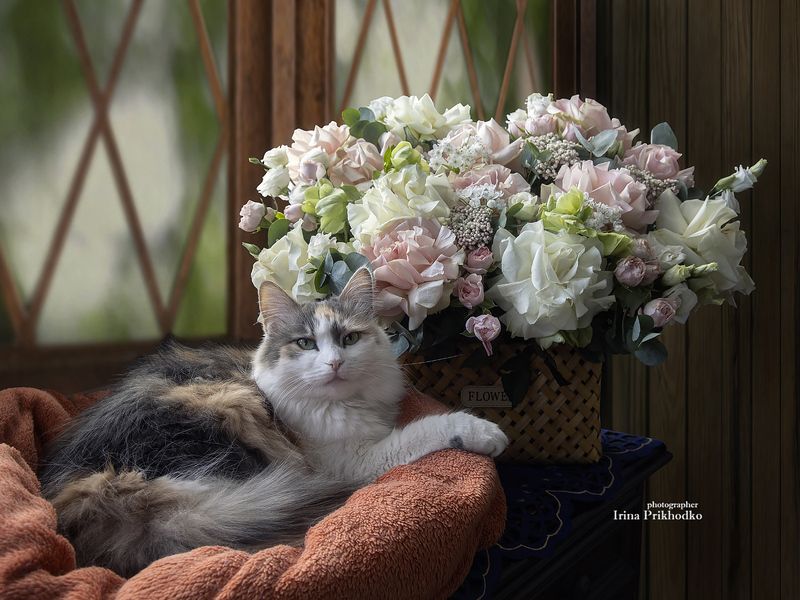 кошки, котопортрет, домашние питомцы, цветы, букеты В уютном гнездышке фото превью