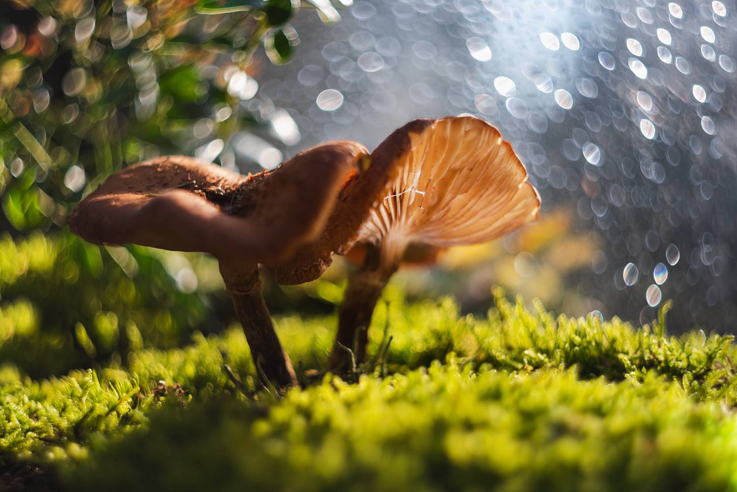 , Mariyana Atanasova - Lucero