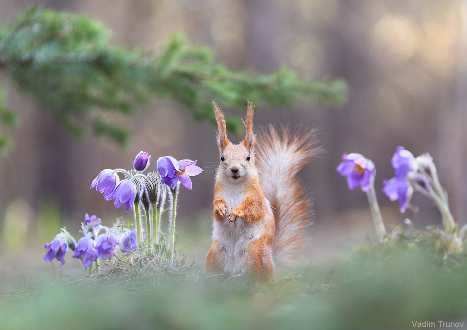 белка, весна, squirrel, сон-трава, Вадим Трунов