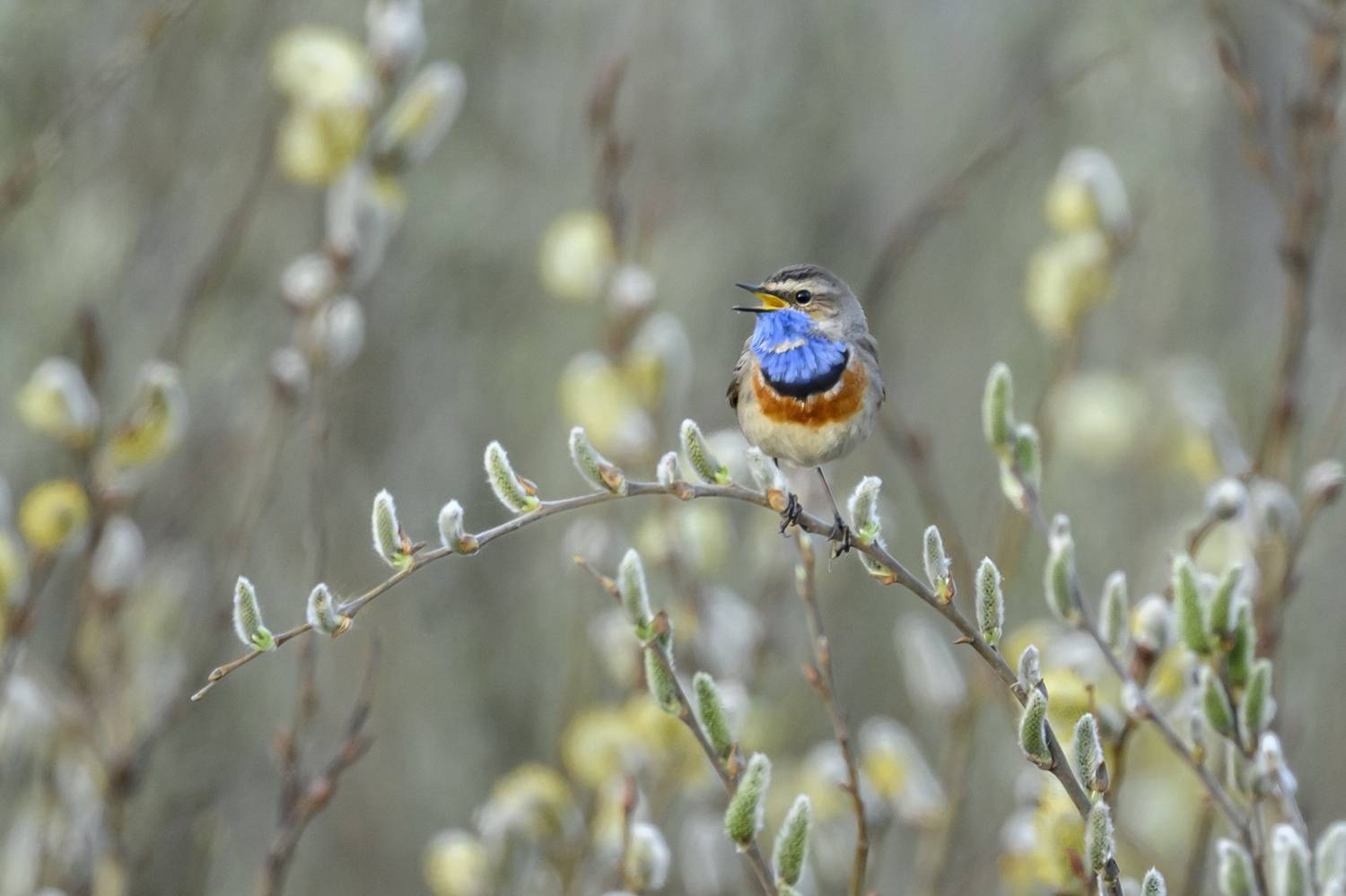 , Пупонин Сергей