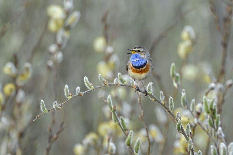 Варакушки прилетели. Радостно! фото превью
