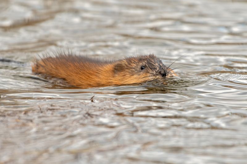 животные,фотоохота,ондатра водяной фото превью