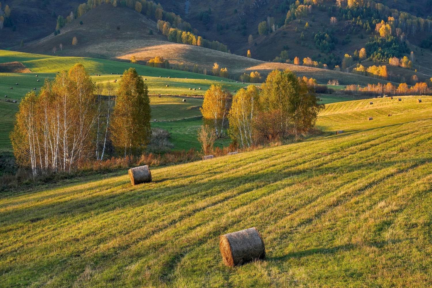 камлак. луга алтая, Кузнецов Андрей