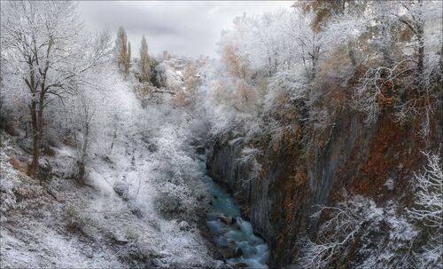 Серебряные ветви