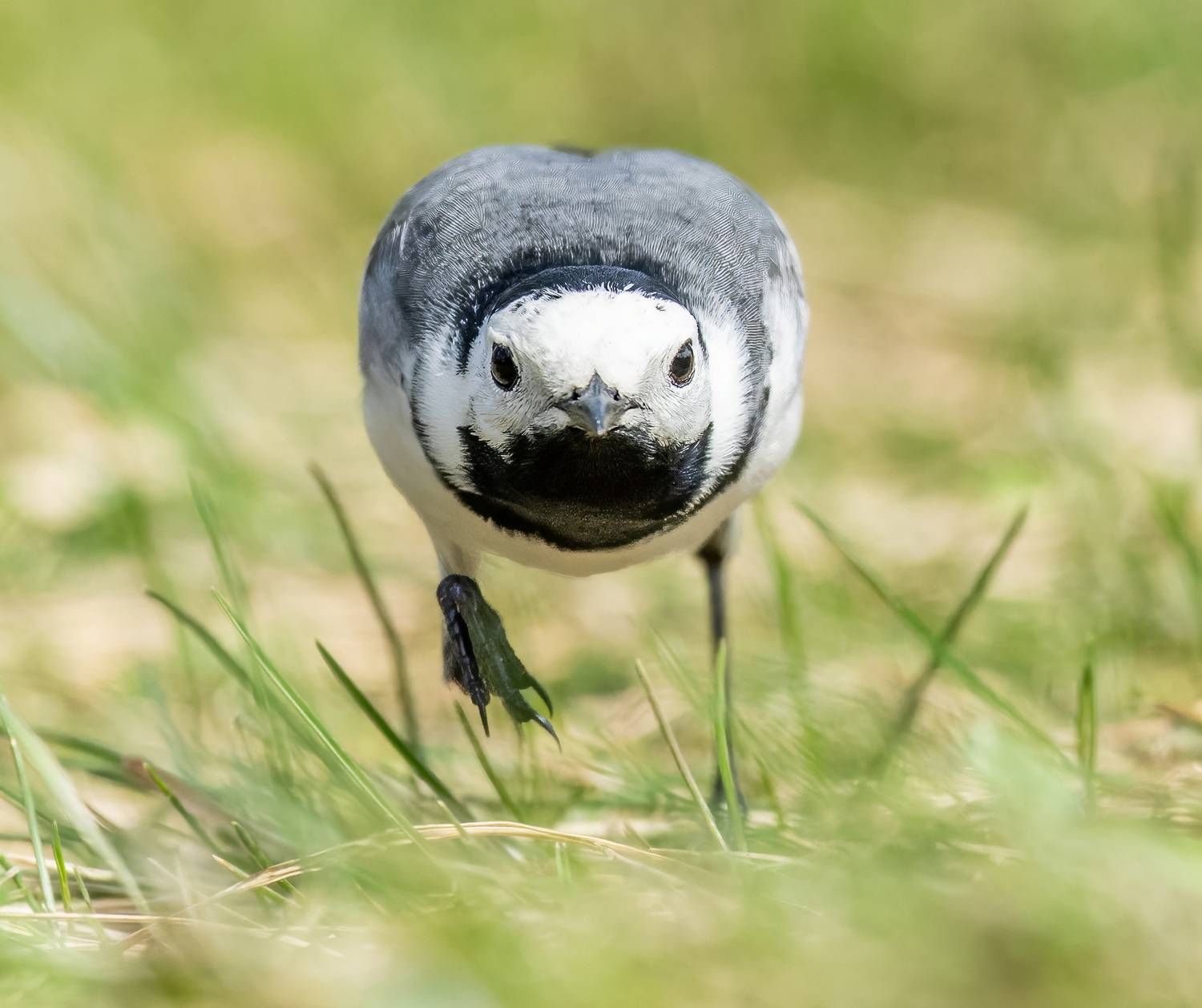 , Дэм Константин