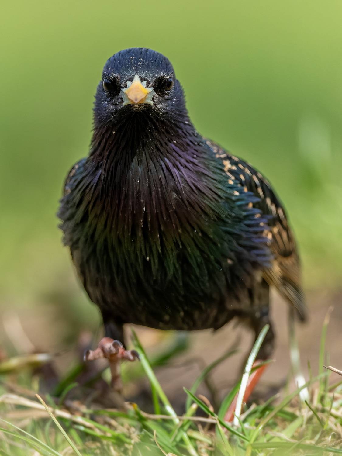 , Дэм Константин