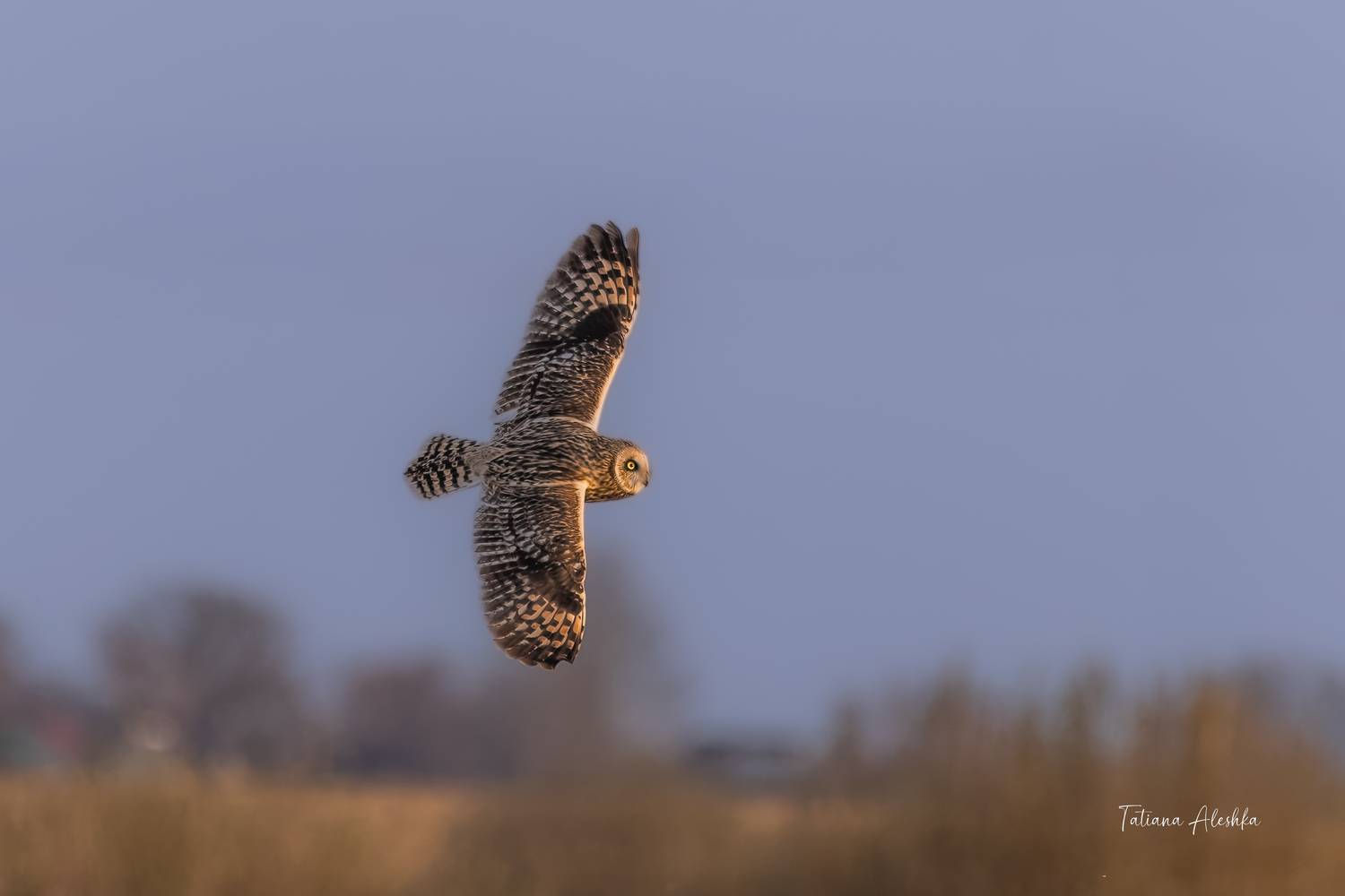 птицы, Татьяна Алешка