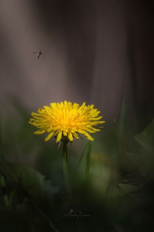 Сквозь все тернии... фото превью