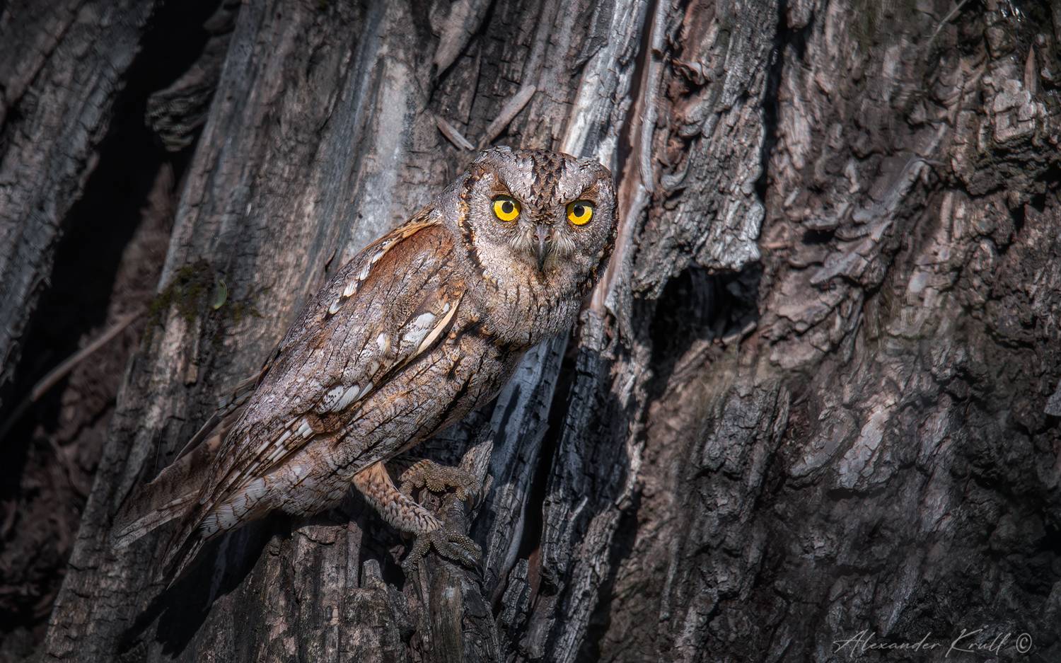 сплюшка, сова, otus scops, Круль Александр