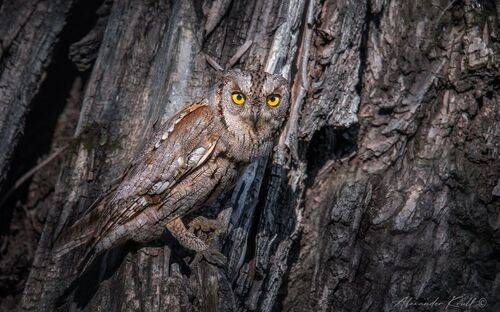 Внимательная