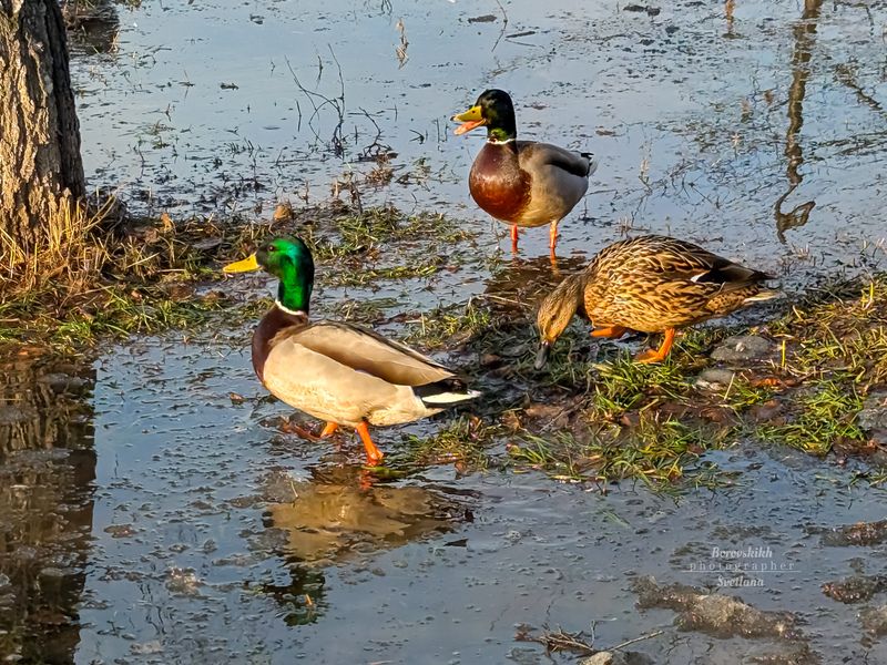 Утки в городе фото превью