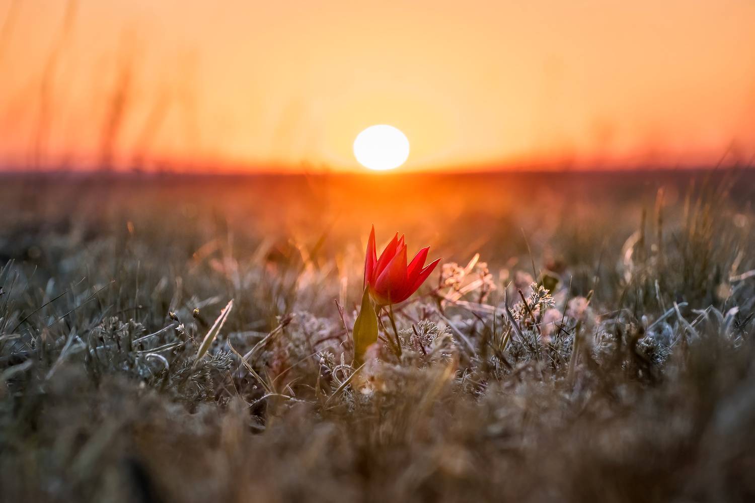 степь, калмыкия, тюльпаны, цветы, цветение, полевые цветы, рассвет, солнце, Zakharov Armen