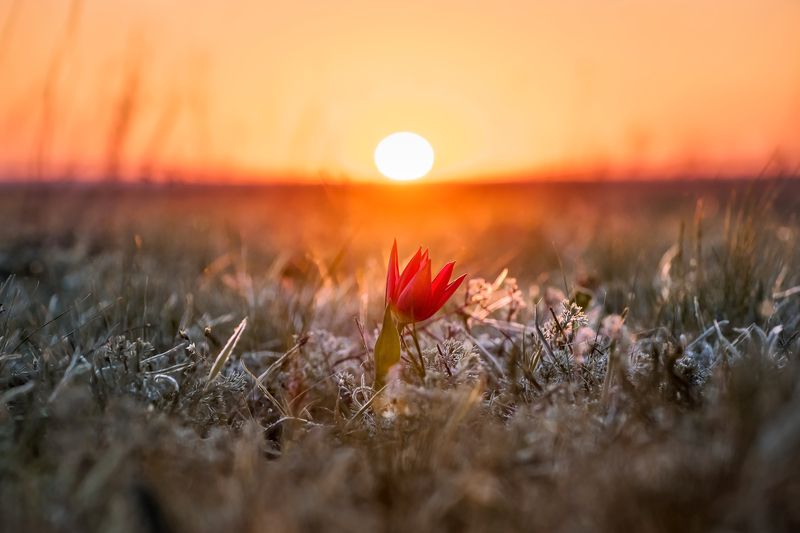 степь, калмыкия, тюльпаны, цветы, цветение, полевые цветы, рассвет, солнце Аленький фото превью