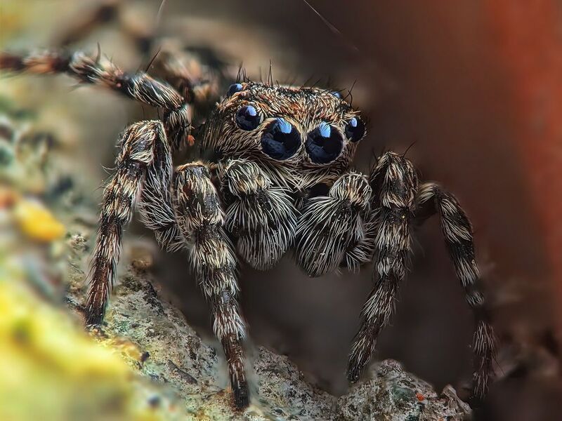 Скакунчик фото превью