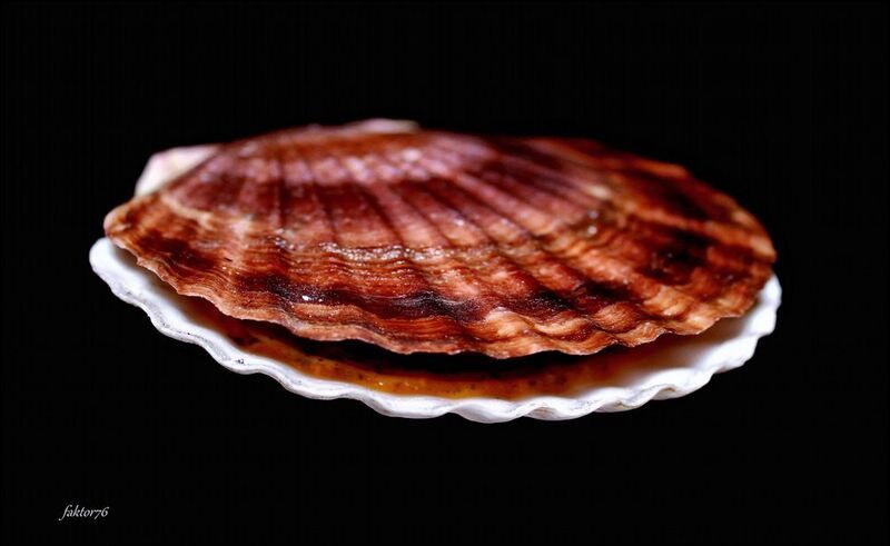 Scallop of the sea фото превью