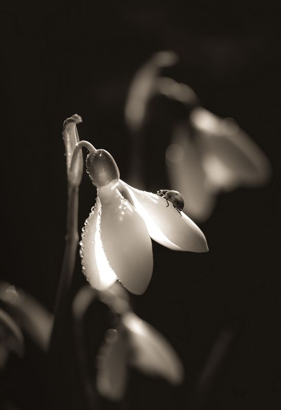 Светлый путь фото превью