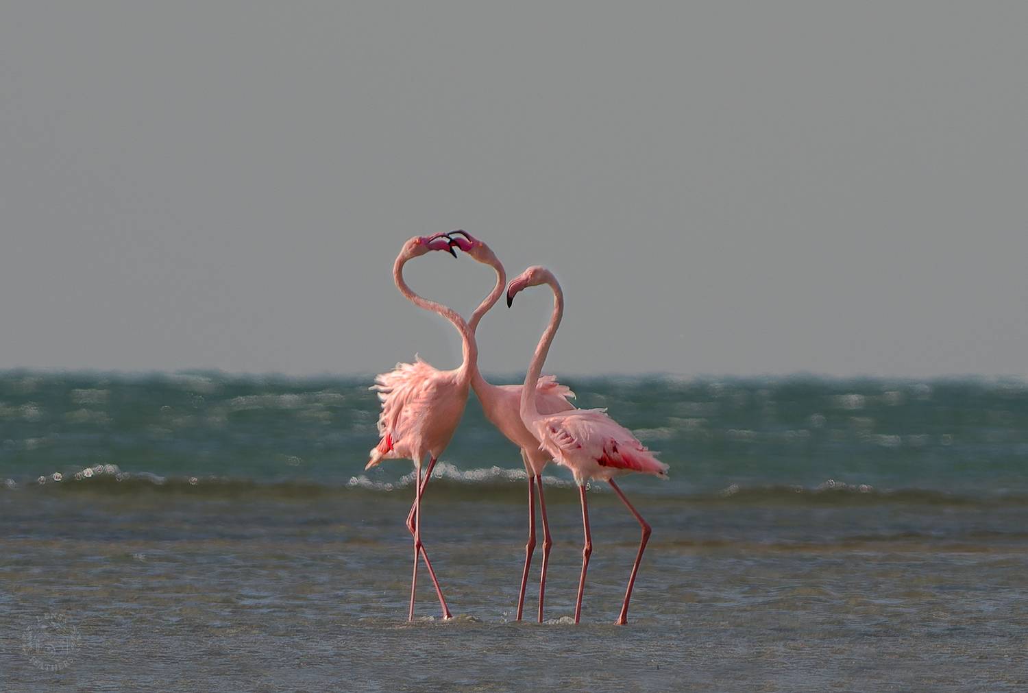 , Евгени Стефанов