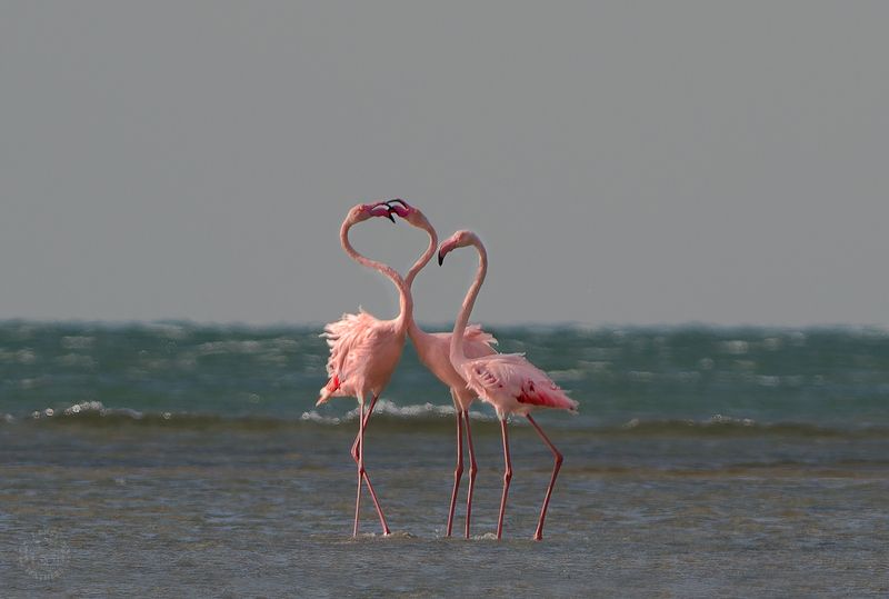 Розовый фламинго - Lens and Feathers фото превью